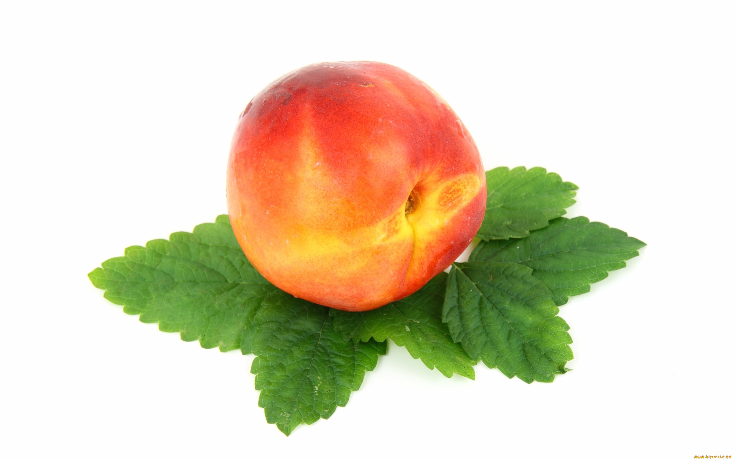 ���, �������,  �����,  ��������, ��������